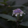 紫陽花