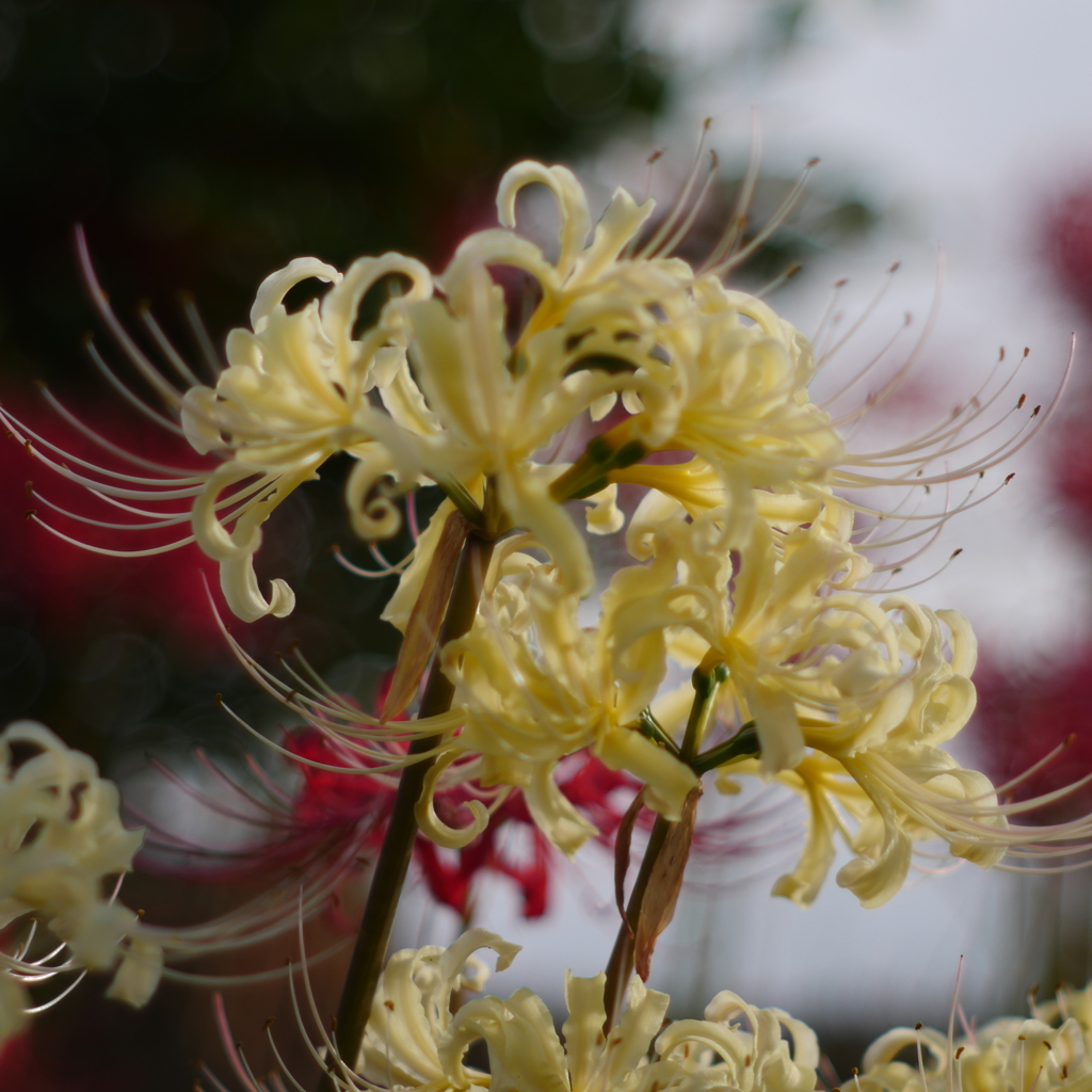 曼珠沙華
