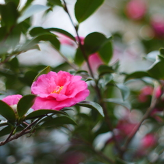 山茶花