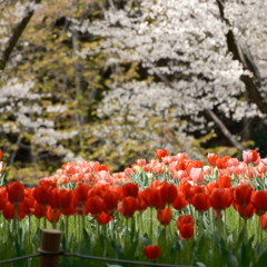 ふれあいの森