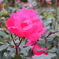 薔薇