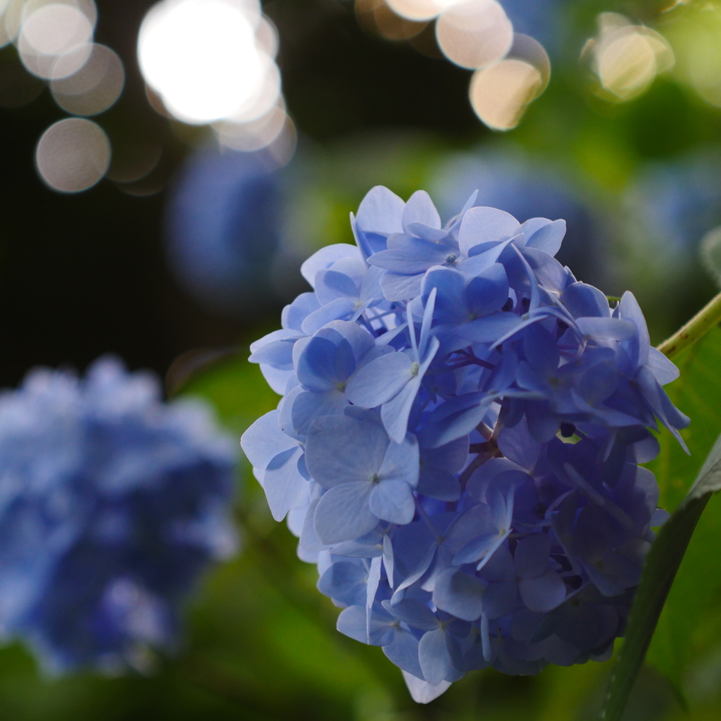 紫陽花