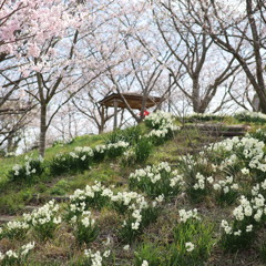 知多半島