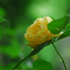 薔薇