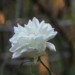 薔薇