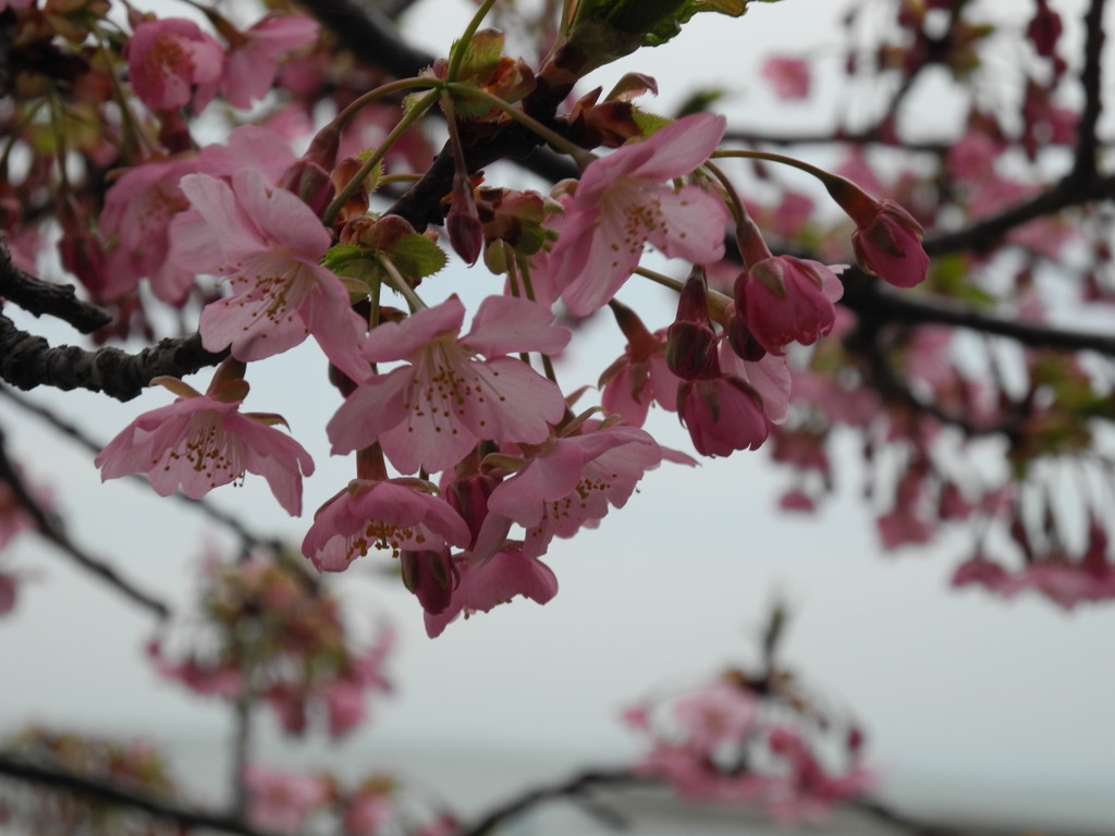 聖崎公園