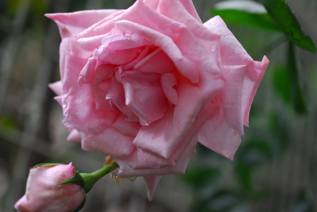 薔薇