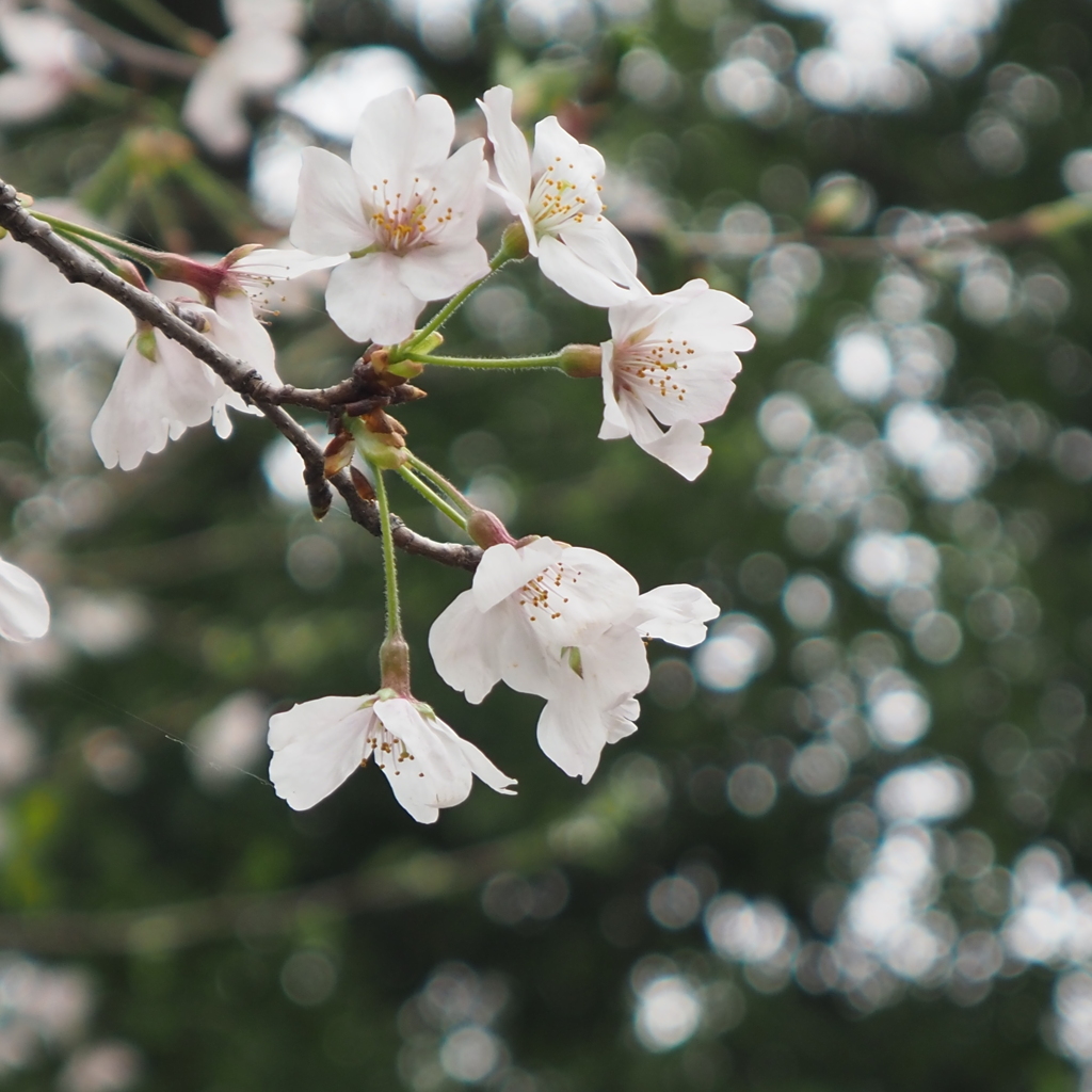 桜