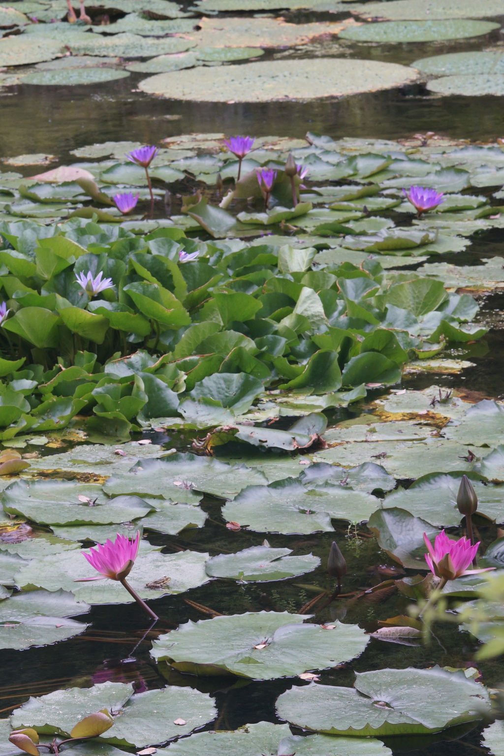 於大公園