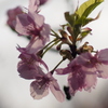 河津桜