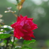 薔薇