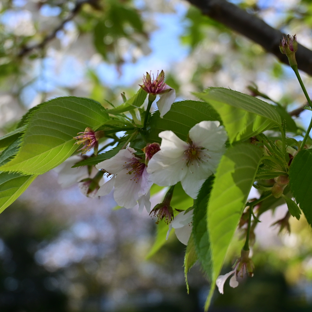 ふれあいの森
