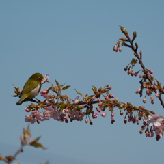 さくら公園