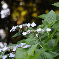 紫陽花