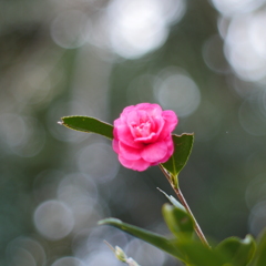 山茶花