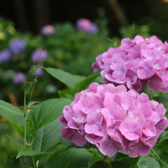 紫陽花