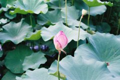 薬師池