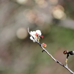 佐布里池