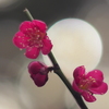 紅梅