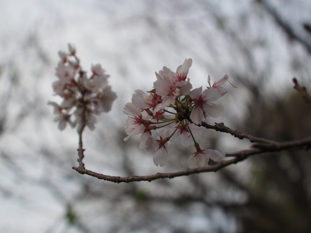 ふれあいの森