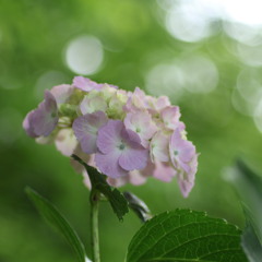 紫陽花