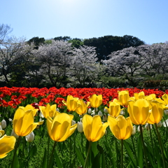 ふれあいの森