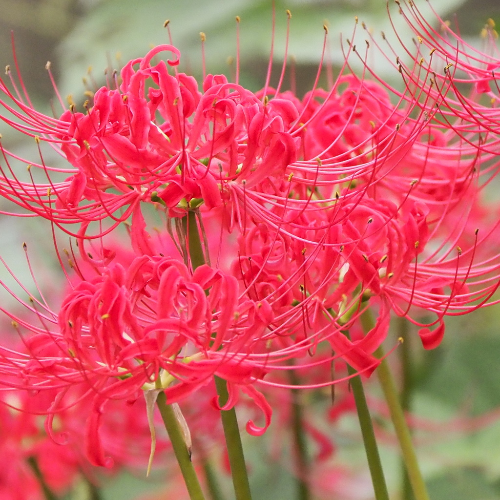 曼珠沙華