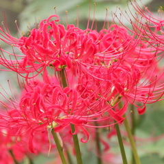 曼珠沙華