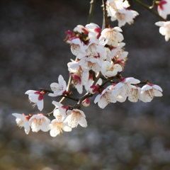 ふれあいの森