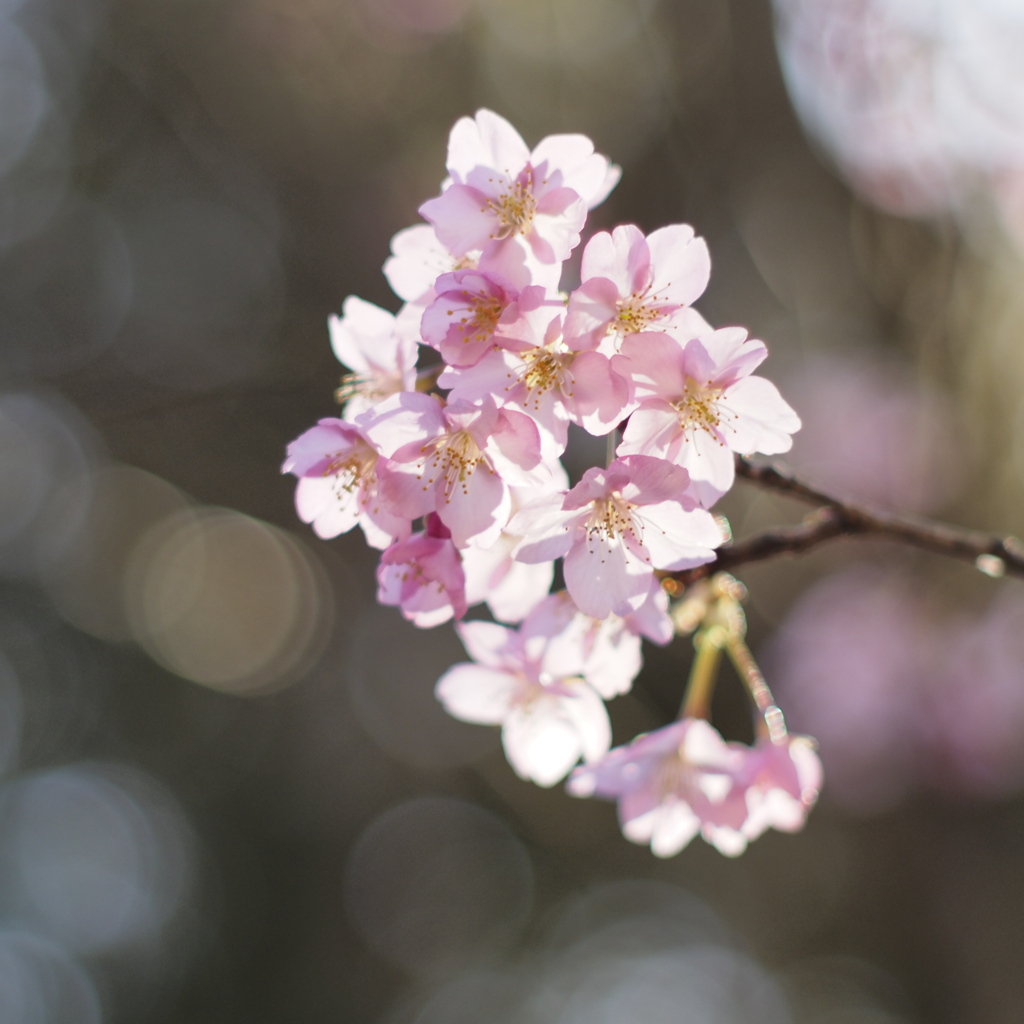 河津桜