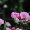 ふれあいの森
