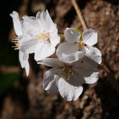 上ノ山公園