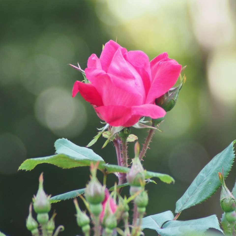 薔薇