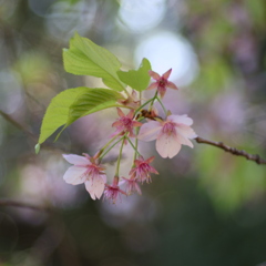 桜