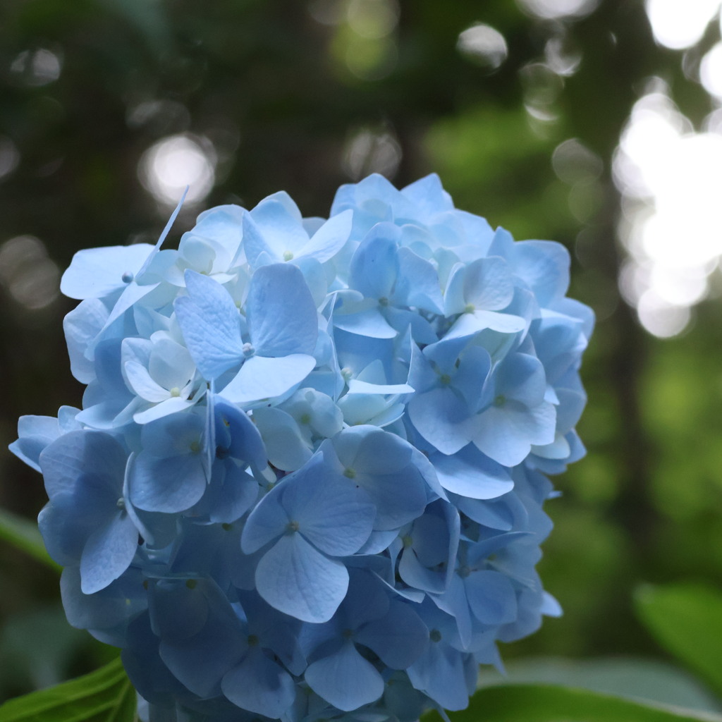 紫陽花