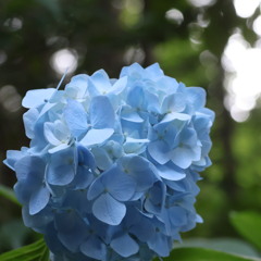 紫陽花