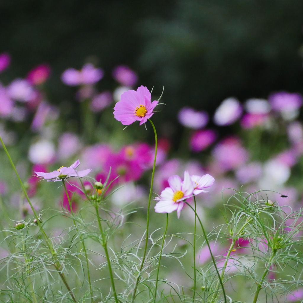 秋桜