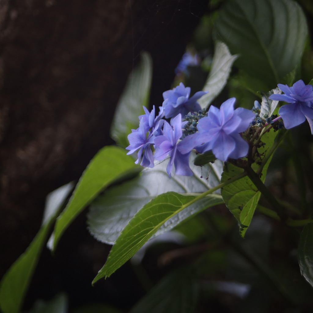 花ひろば
