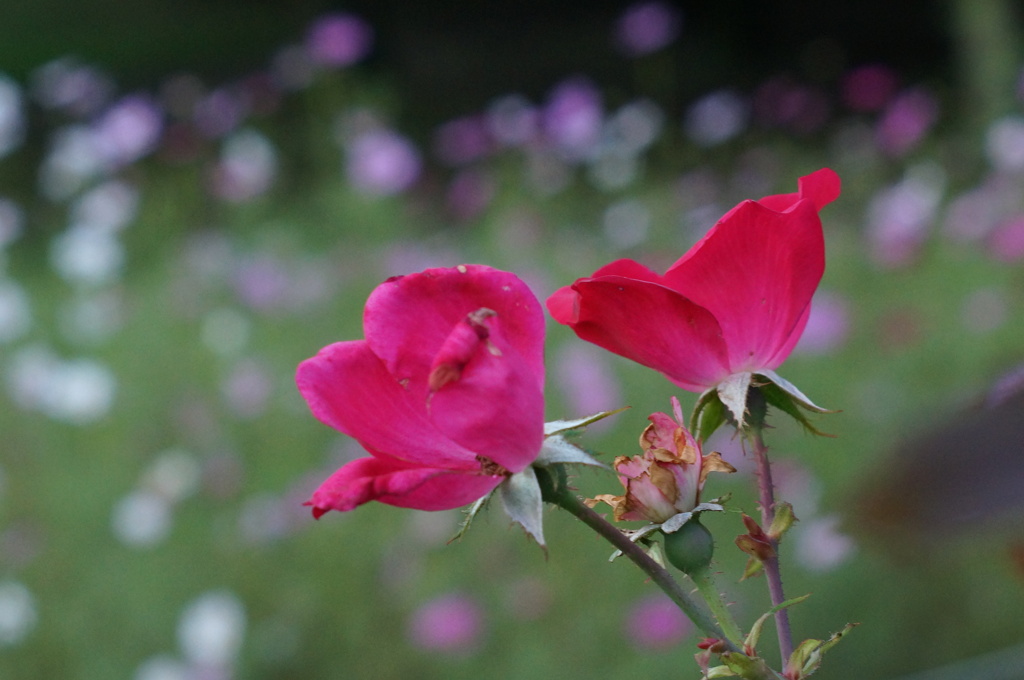 薔薇
