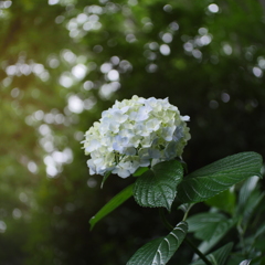 紫陽花