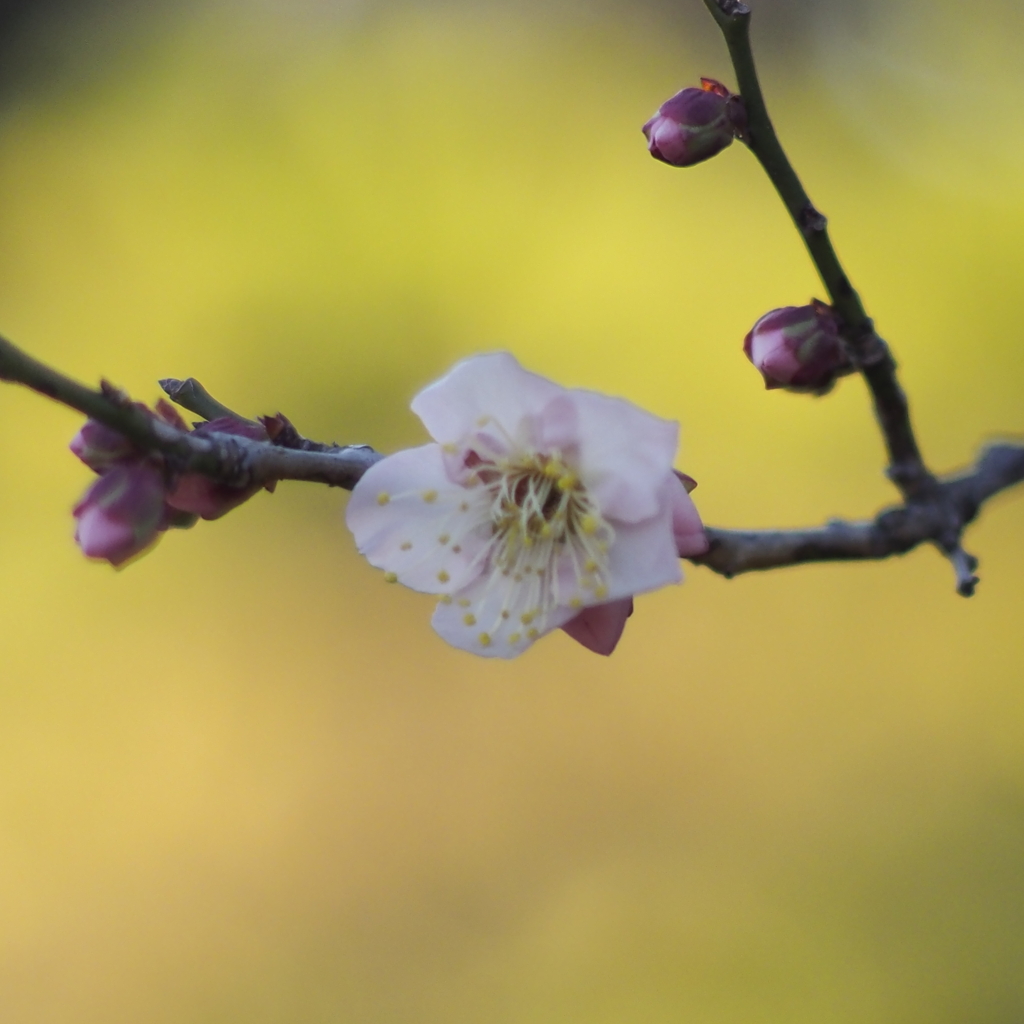 佐布里池