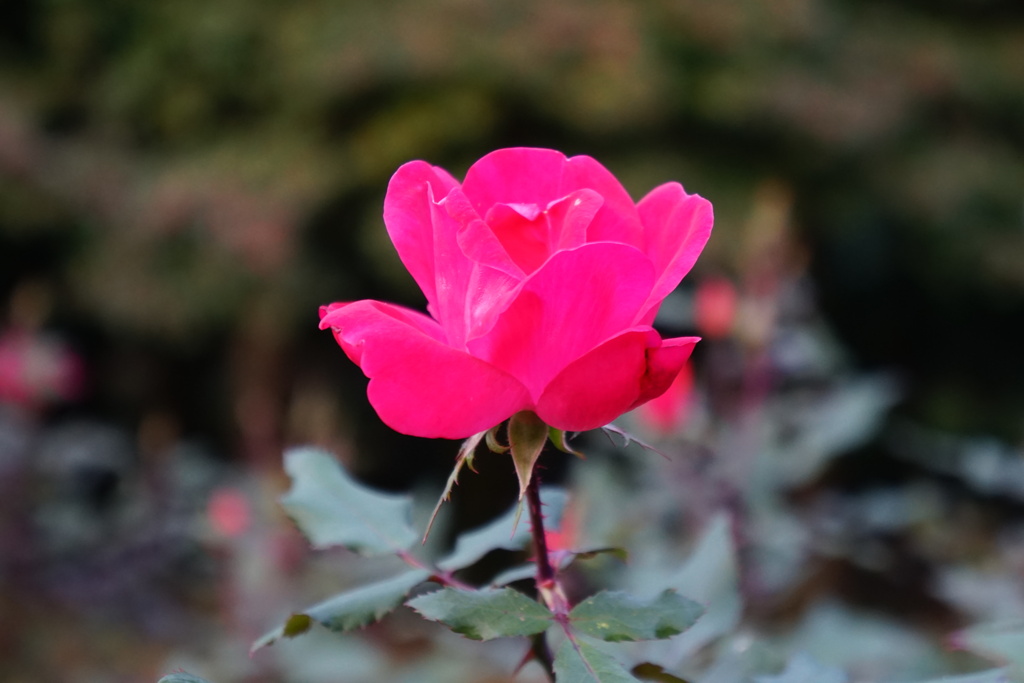 薔薇