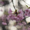 河津桜