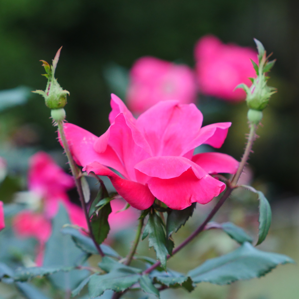 薔薇