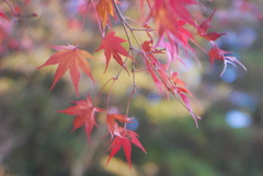 紅葉