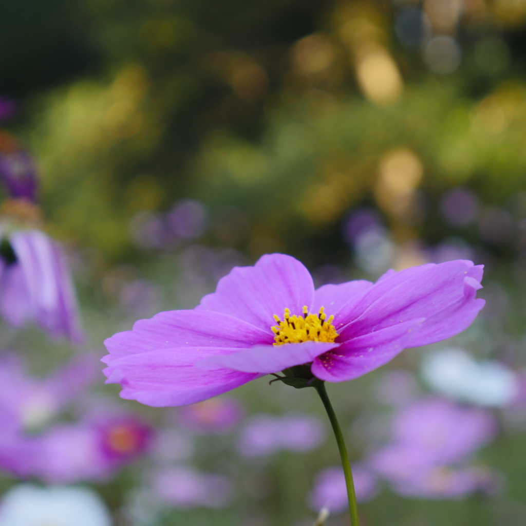 秋桜