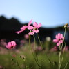こすもす