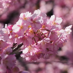 河津桜