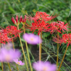 曼珠沙華