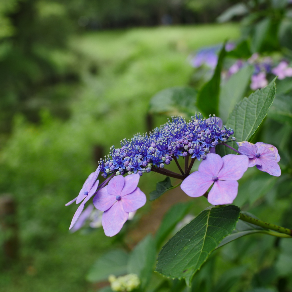 紫陽花